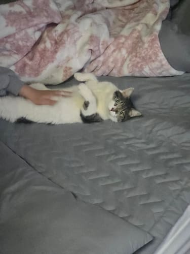 깨꼬닥