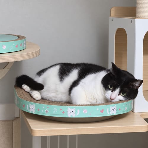 제스 · 고양이 사진 · 잘꺼다냥