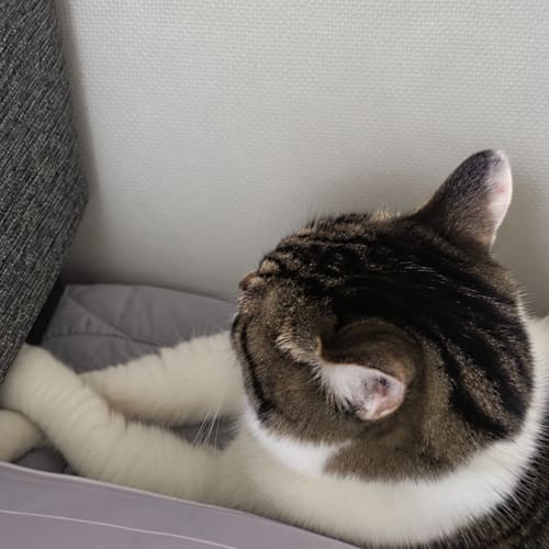 케이짱 · 고양이 사진 · 명상중