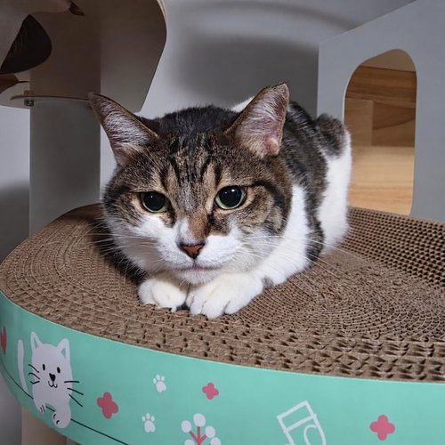 케이짱 · 고양이 사진 · 얼빡이