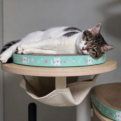 케이짱 · 고양이 사진